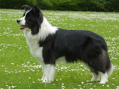 border_collie